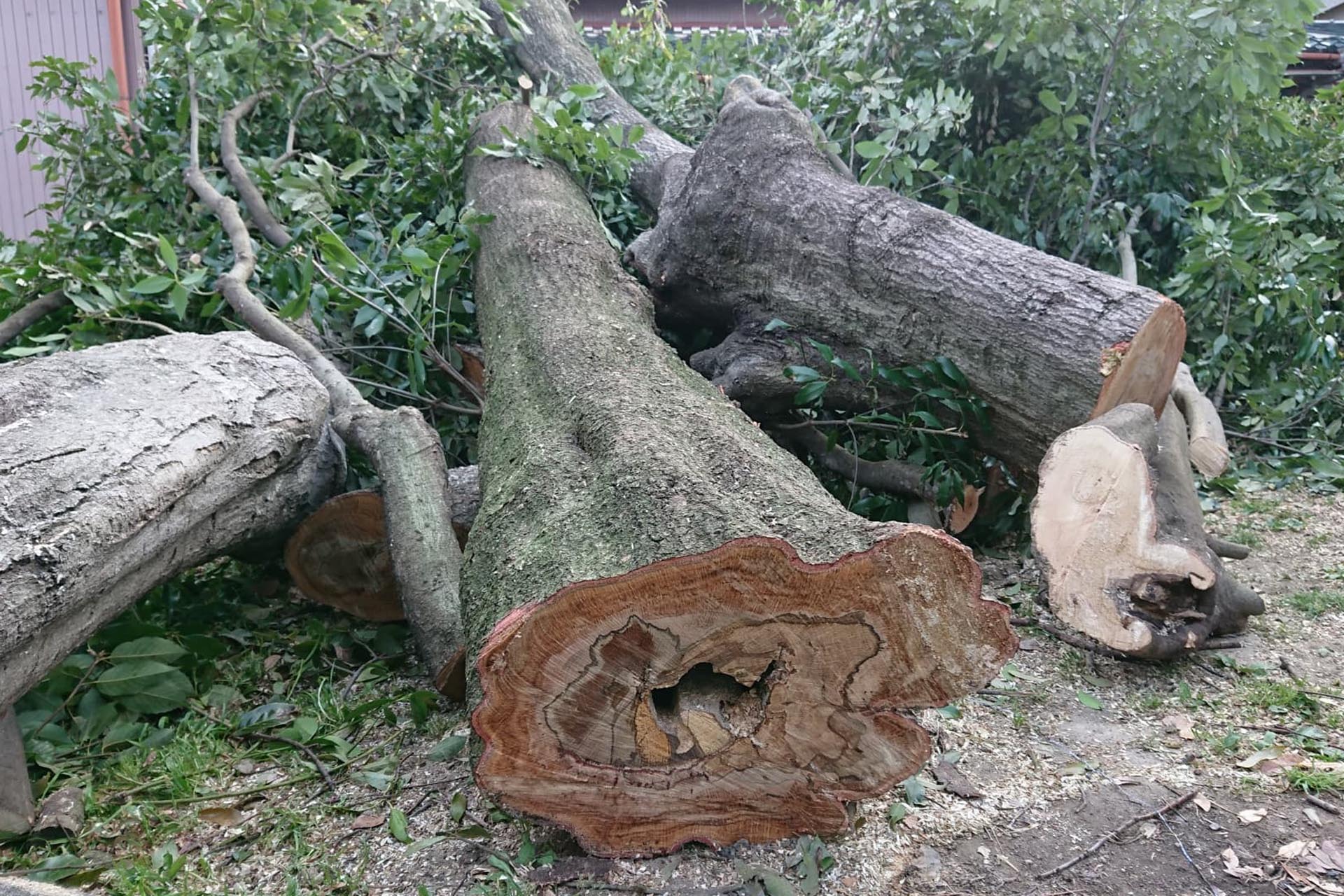 庭木伐採・剪定・管理