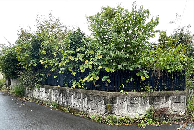 庭木伐採・剪定・管理